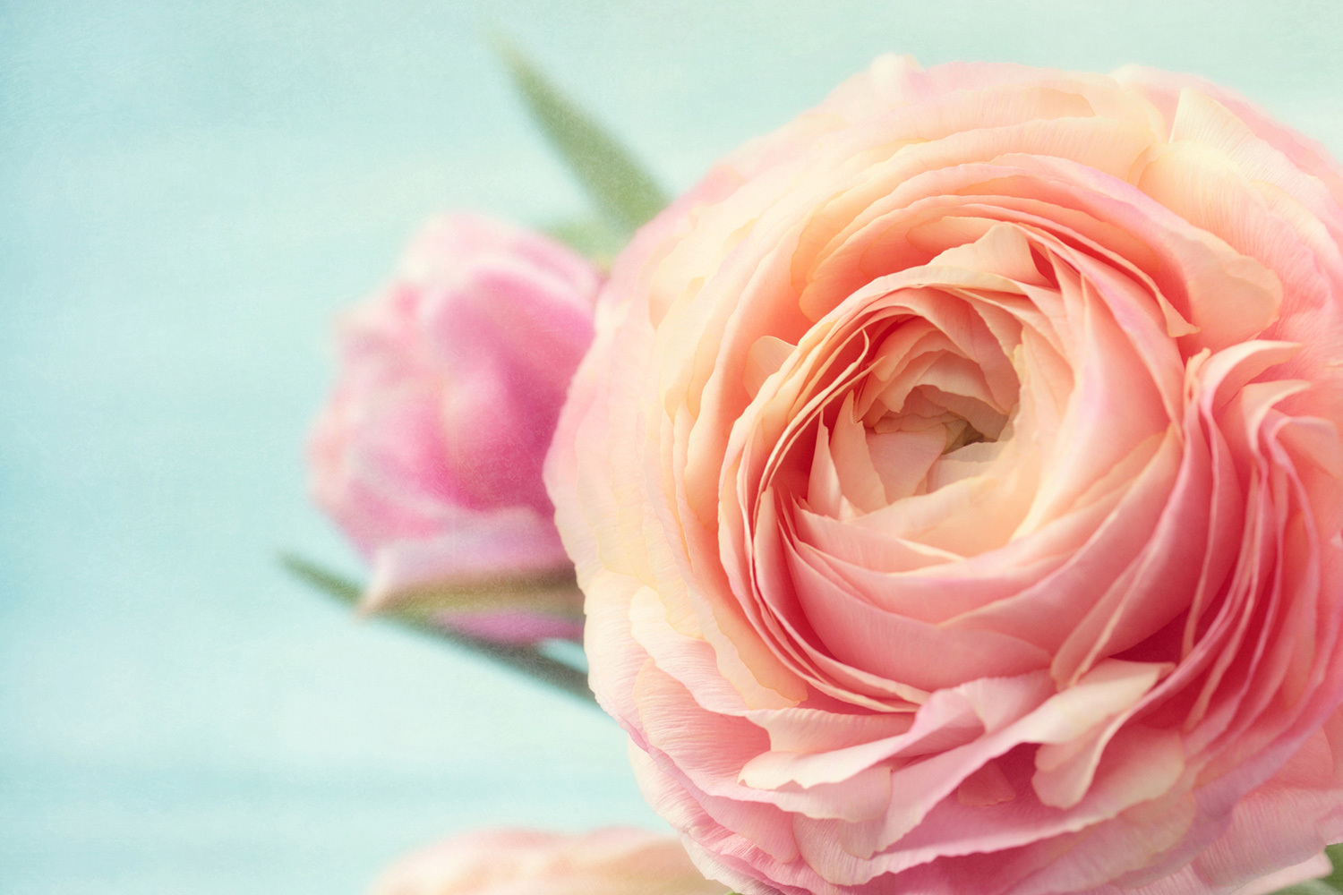 <span style="font-weight: bold;">T</span>