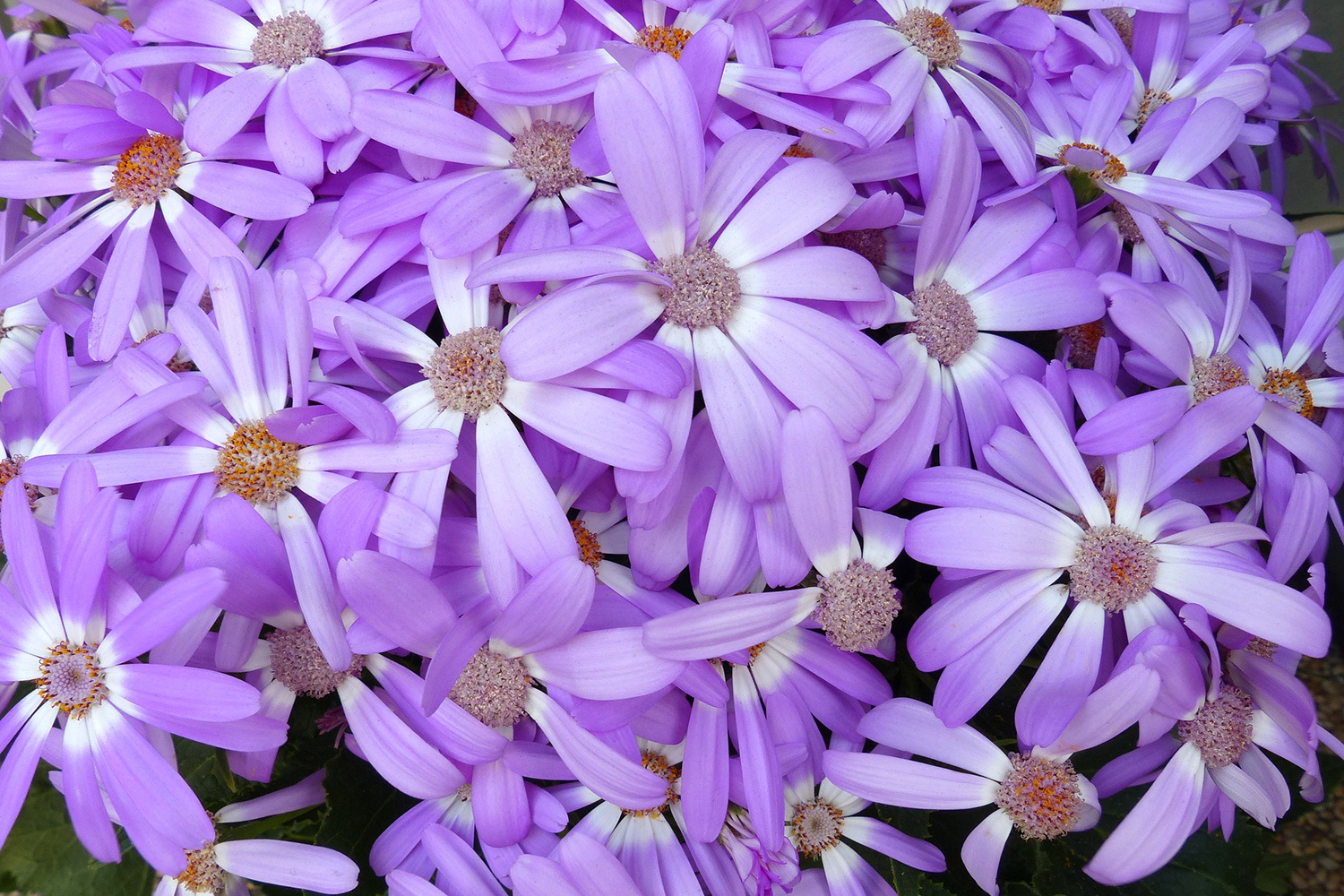 <span style="font-weight: bold;">I</span>